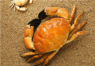 哪種螃蟹適合做香辣蟹？香辣蟹是用什么蟹做的？