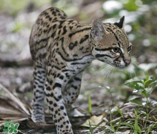 豹貓好養(yǎng)嗎？豹貓是幾級(jí)保護(hù)動(dòng)物