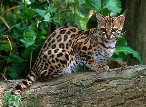 豹貓好養(yǎng)嗎？豹貓是幾級(jí)保護(hù)動(dòng)物