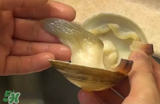 北極貝多少錢一斤？北極貝長什么樣子