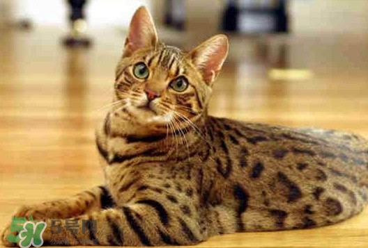 孟加拉豹貓多少錢(qián)一只？孟加拉豹貓粘人嗎