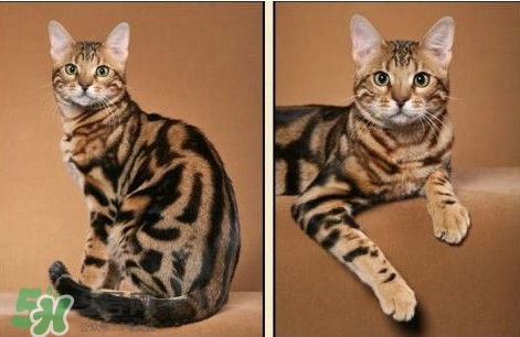 豹貓是豹子和貓生的嗎？豹貓是國(guó)家保護(hù)動(dòng)物嗎