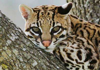 豹貓是豹子和貓生的嗎？豹貓是國(guó)家保護(hù)動(dòng)物嗎