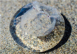 被海蜇蜇傷怎么處理？被海蜇咬了什么癥狀？