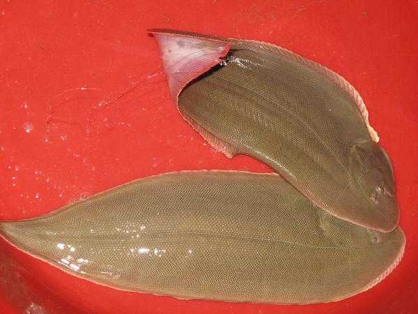 巴沙魚柳是什么魚 巴沙魚柳是不是龍利魚 巴沙魚柳是什么魚 巴沙魚柳是不是龍利魚