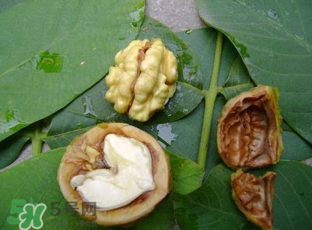 青皮核桃和干核桃哪個營養(yǎng)高？有什么區(qū)別？