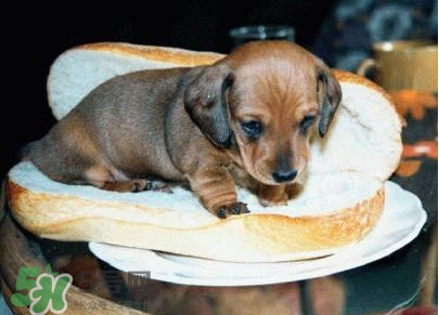 熱狗為什么叫熱狗？網(wǎng)絡(luò)上熱狗是什么意思