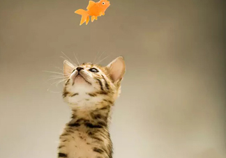 孟加拉豹貓多少錢一只？孟加拉豹貓粘人嗎