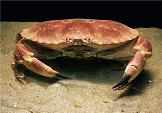 蟹黃可以做什么菜？蟹黃怎么做好吃？