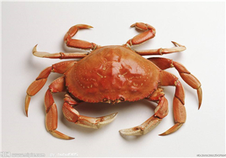 哪種螃蟹有蟹黃？哪種螃蟹蟹黃最多？