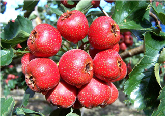 山楂怎么吃才減肥？山楂怎么吃能減肥瘦身？
