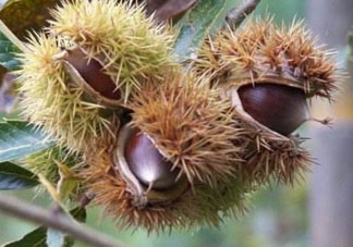 野板栗什么時候成熟 野板栗功效與作用