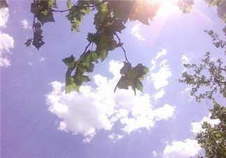 三伏天吃什么？三伏天養(yǎng)生