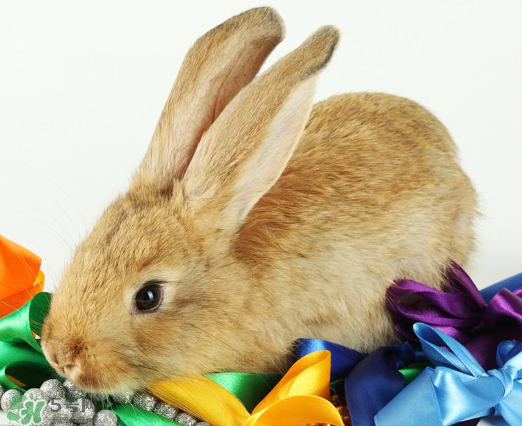 兔肉是涼性還是熱性？兔肉是酸性還是堿性？