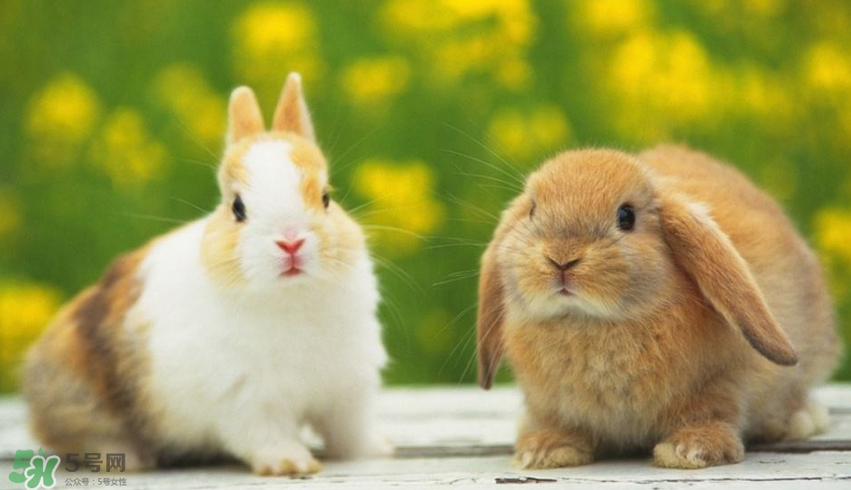 兔肉是涼性還是熱性？兔肉是酸性還是堿性？