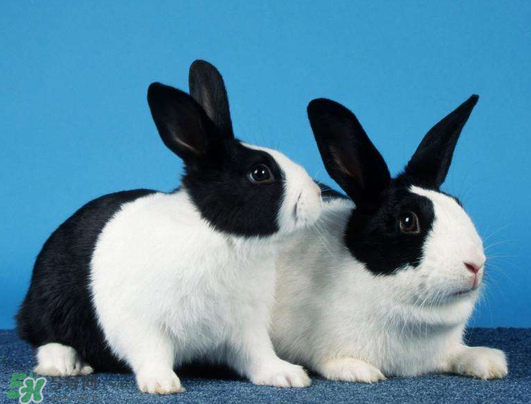 兔肉是涼性還是熱性？兔肉是酸性還是堿性？