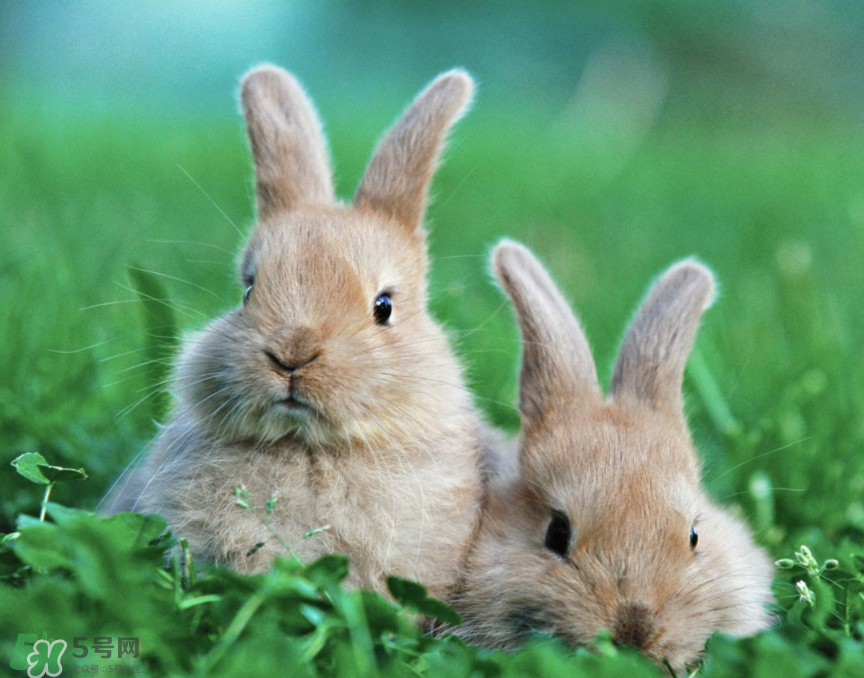 兔肉是涼性還是熱性？兔肉是酸性還是堿性？