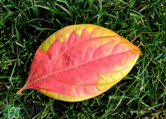 柿子葉能直接泡水喝嗎 柿子葉泡水喝能治胃病嗎 柿子葉能直接泡水喝嗎 柿子葉泡水喝能治胃病嗎