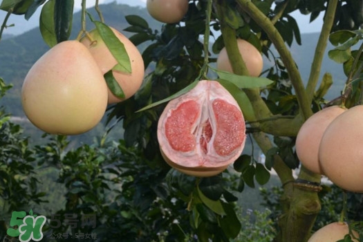 三紅蜜柚口味怎么樣？三紅蜜柚苗多少錢一棵