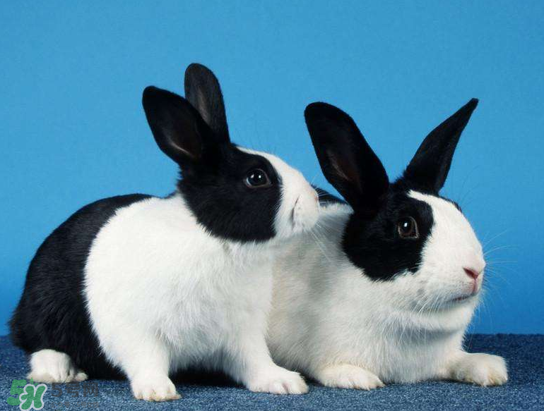 兔肉和什么一起燉最好？兔肉和什么一起吃最好？