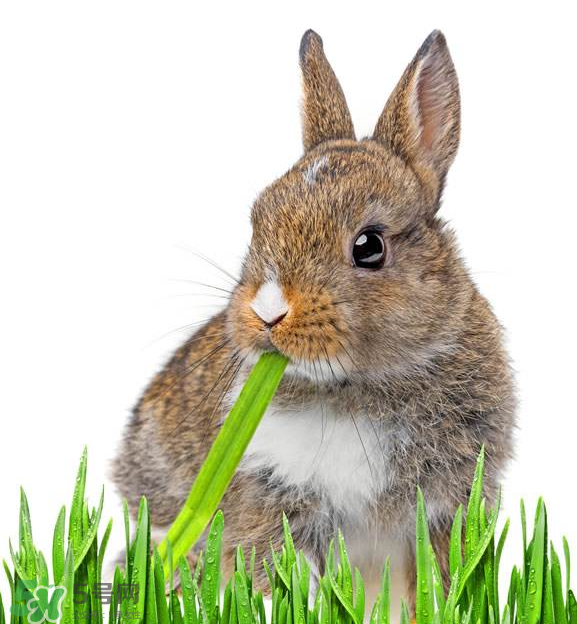 兔肉和什么一起燉最好？兔肉和什么一起吃最好？