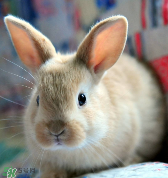 兔肉和什么一起燉最好？兔肉和什么一起吃最好？