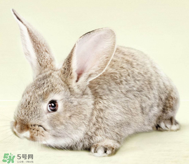 兔肉和什么一起燉最好？兔肉和什么一起吃最好？