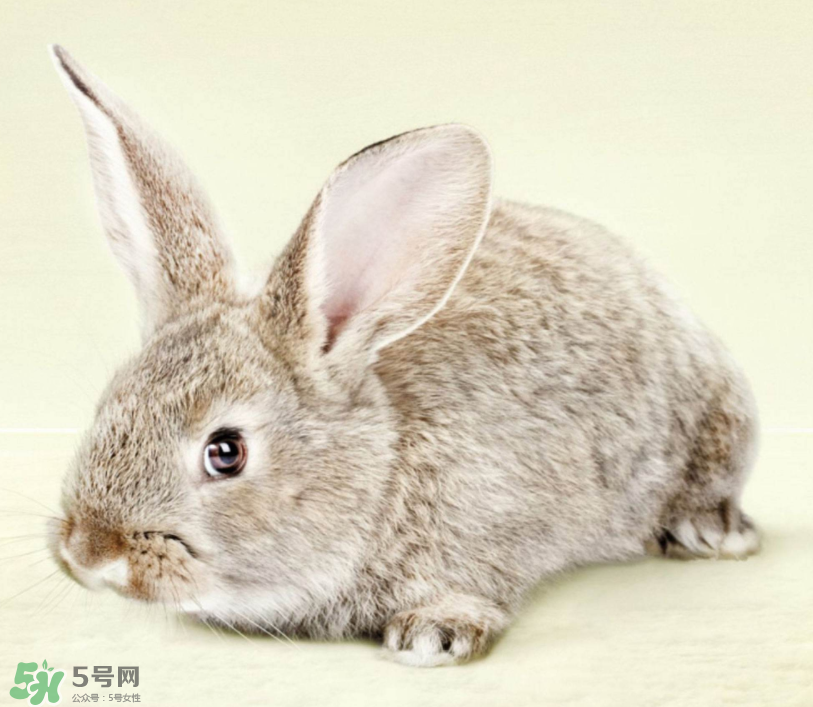 兔肉和雞肉能一起吃嗎？兔肉和土豆能一起吃嗎？