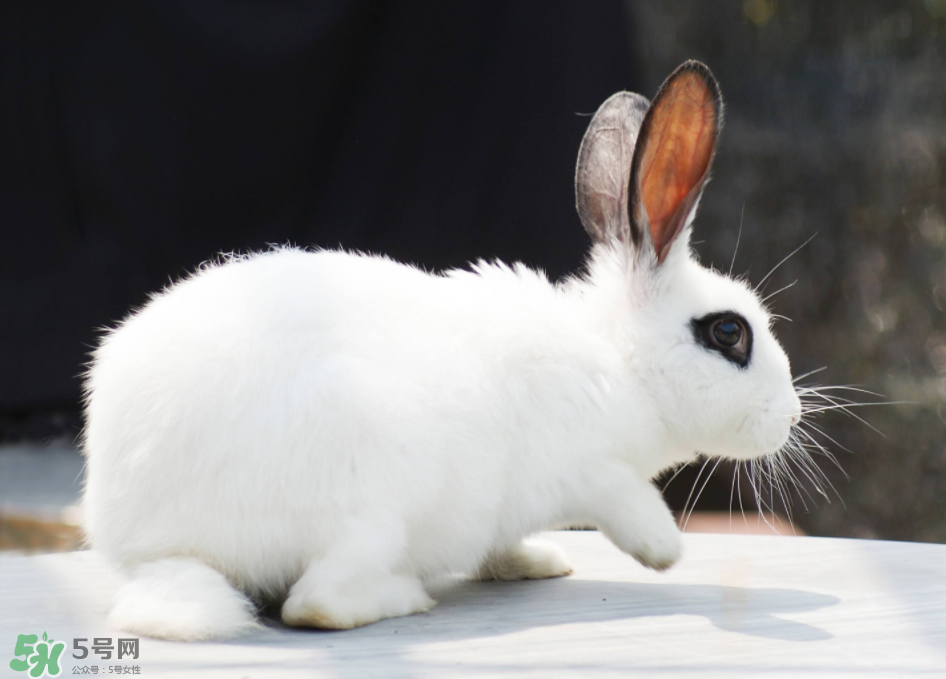 兔肉和雞肉能一起吃嗎？兔肉和土豆能一起吃嗎？