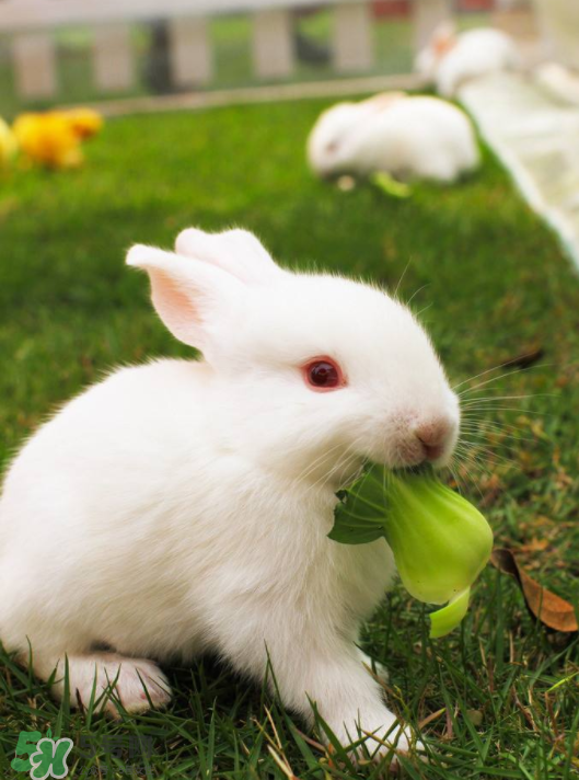 兔肉和雞肉能一起吃嗎？兔肉和土豆能一起吃嗎？