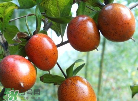 野柿子泡酒的方法 野柿子泡酒的功效 野柿子泡酒的方法 野柿子泡酒的功效