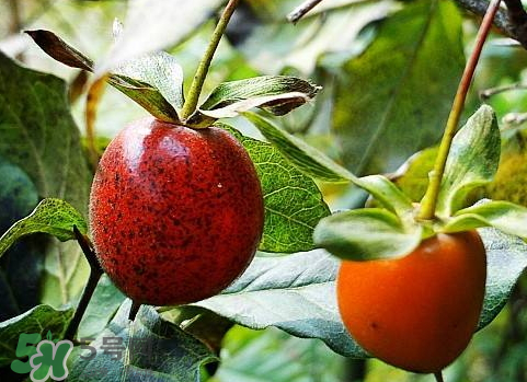 野柿子泡酒的方法 野柿子泡酒的功效 野柿子泡酒的方法 野柿子泡酒的功效