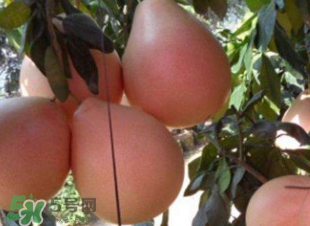 三紅蜜柚怎么挑選？三紅蜜柚種植方法與技巧