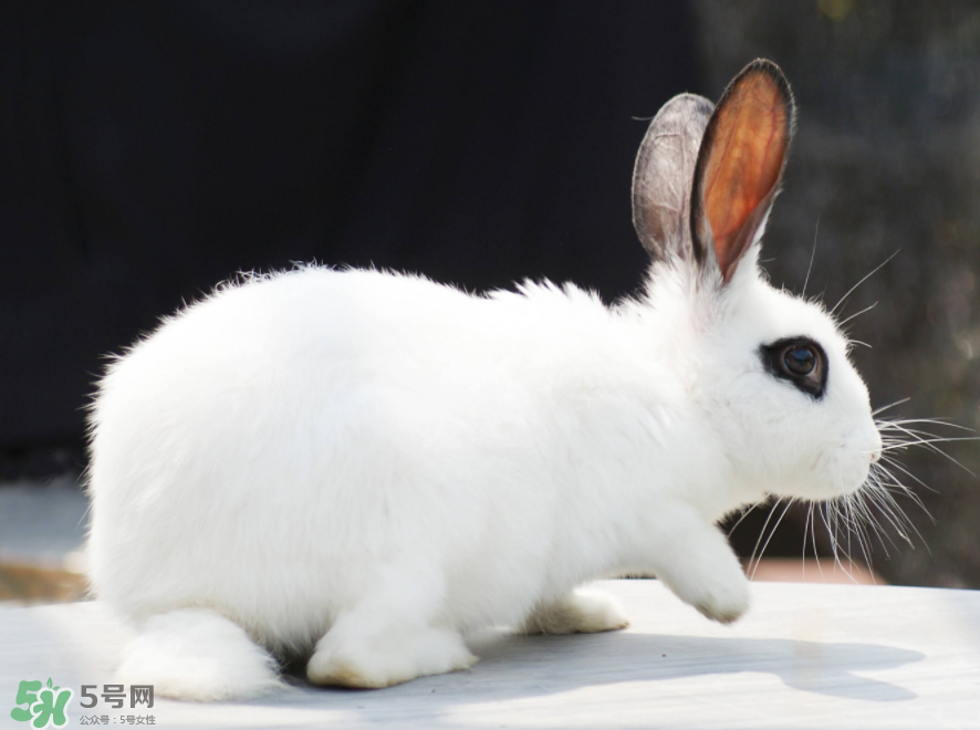 兔肉和芹菜能同吃嗎？兔肉和蝦能一起吃嗎？