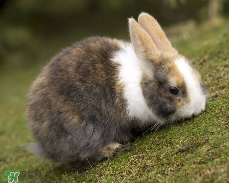 兔肉和芹菜能同吃嗎？兔肉和蝦能一起吃嗎？