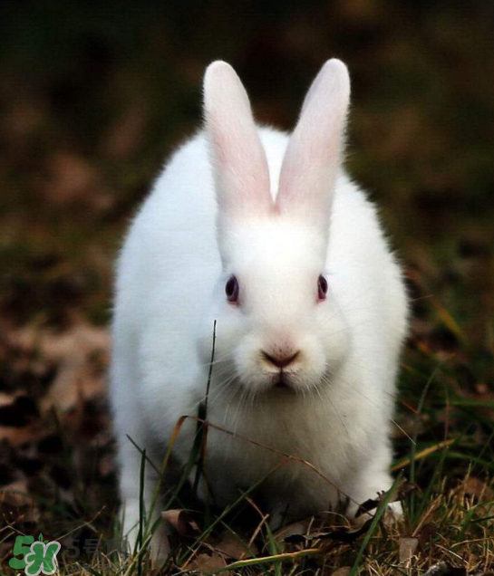 兔肉和芹菜能同吃嗎？兔肉和蝦能一起吃嗎？