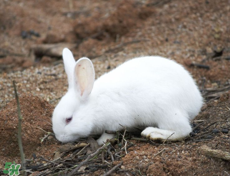 兔肉和芹菜能同吃嗎？兔肉和蝦能一起吃嗎？