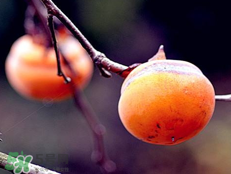 山柿子對(duì)人體有害嗎 山柿子果的功效與作用 山柿子對(duì)人體有害嗎 山柿子果的功效與作用