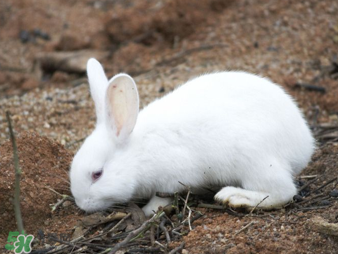 兔肉和羊肉能一起吃嗎？兔肉和羊肉相克嗎？