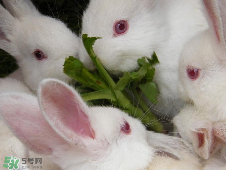 兔肉和羊肉能一起吃嗎？兔肉和羊肉相克嗎？