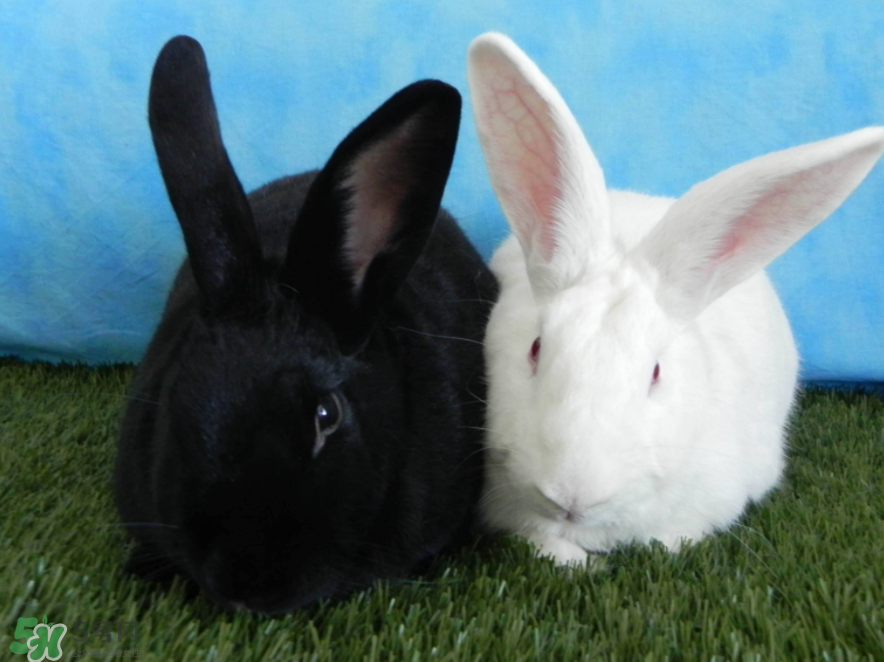 兔肉和羊肉能一起吃嗎？兔肉和羊肉相克嗎？