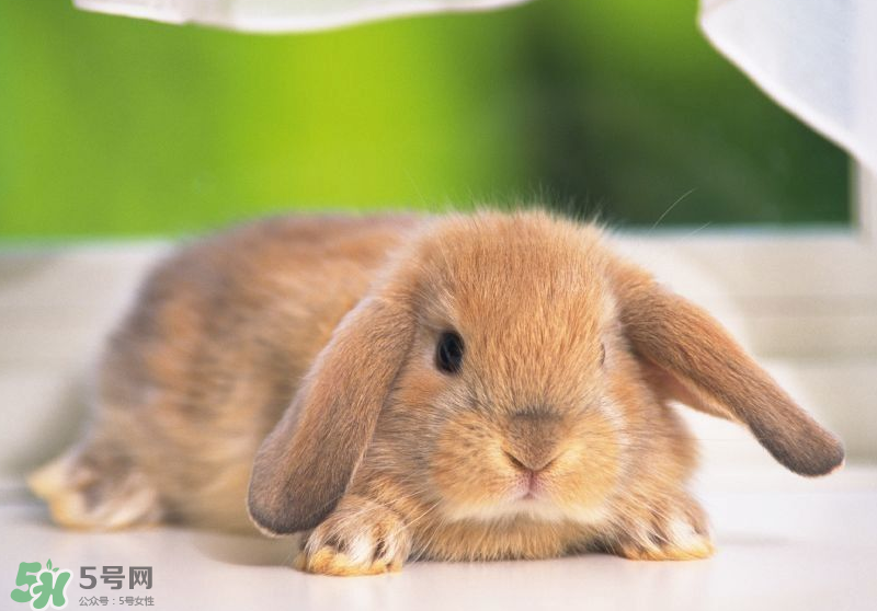 兔肉和羊肉能一起吃嗎？兔肉和羊肉相克嗎？