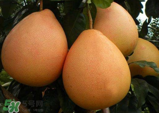 三紅蜜柚什么時候種植？三紅蜜柚什么時候成熟