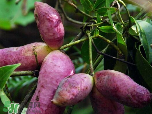 八月炸果什么時候可以種 八月炸果種植知識 八月炸果什么時候可以種 八月炸果種植知識