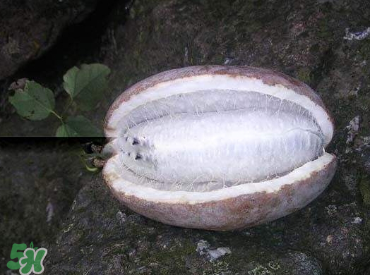 八月炸果什么時候可以種 八月炸果種植知識 八月炸果什么時候可以種 八月炸果種植知識