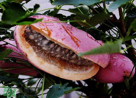 八月炸果什么時候可以種 八月炸果種植知識 八月炸果什么時候可以種 八月炸果種植知識