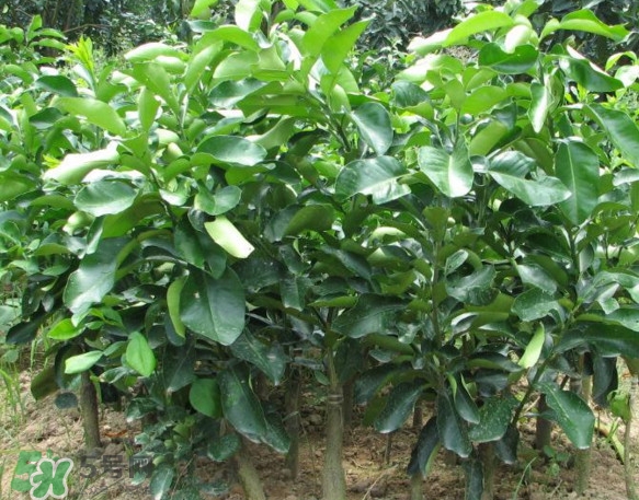 三紅蜜柚怎么儲(chǔ)藏保鮮？三紅蜜柚苗哪里可以買到