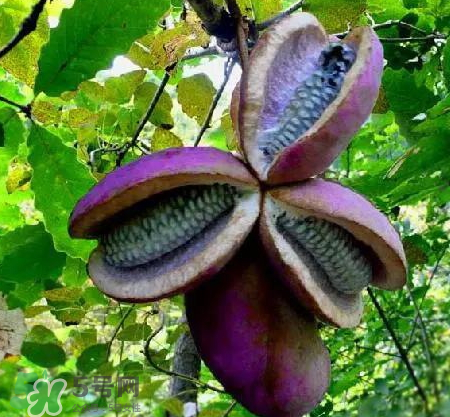 八月炸的籽能吃嗎 八月炸的籽有沒有毒 八月炸的籽能吃嗎 八月炸的籽有沒有毒