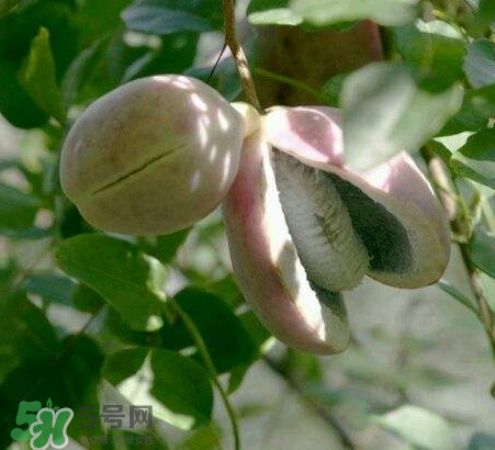 八月炸的籽能吃嗎 八月炸的籽有沒有毒 八月炸的籽能吃嗎 八月炸的籽有沒有毒