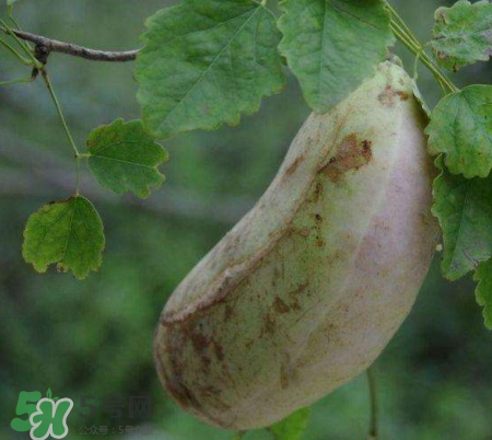 八月炸的籽能吃嗎 八月炸的籽有沒有毒 八月炸的籽能吃嗎 八月炸的籽有沒有毒